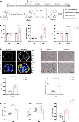 A protein- and fiber-rich diet with astaxanthin alleviates high-fat diet-induced obesity in beagles